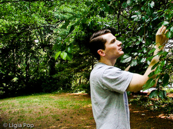 Picking mulberries