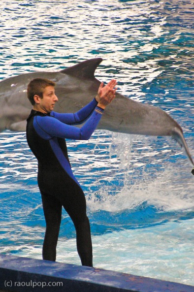 Baltimore Aquarium's Dolphin Show