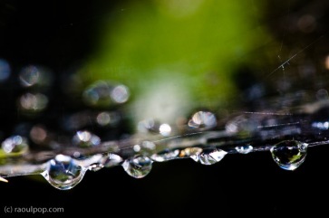 Dew drops II