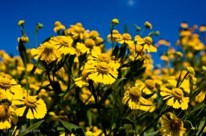 Cheery yellow flowers II