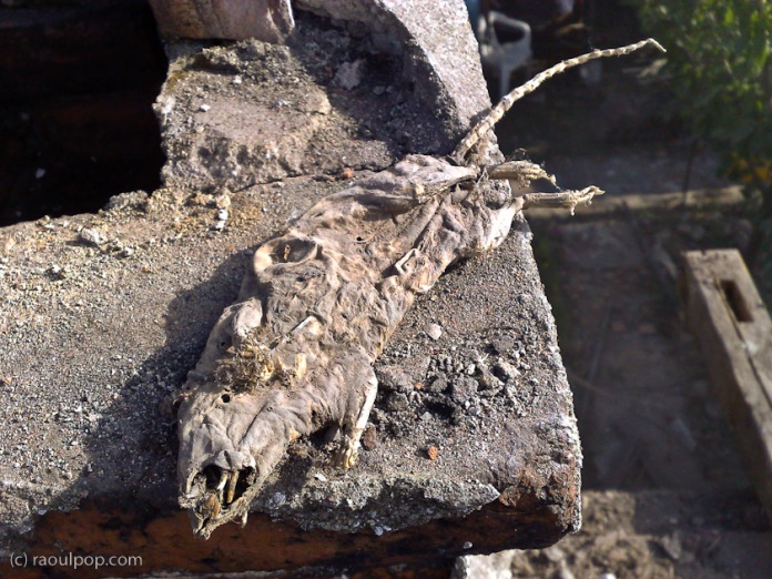 mummified-rat-skeleton-2