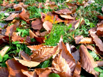 Fallen leaves