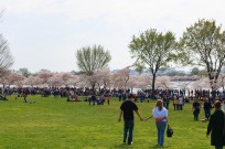 2008 DC Cherry Blossom Festival