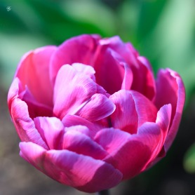 Mauve tulip