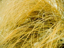 Candied wheatgrass