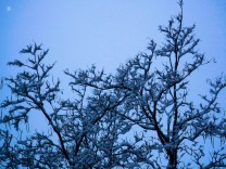 Branches and a blue sky