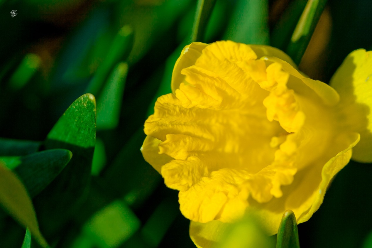 Golden daffodils, early spring, Grosvenor Park, North Bethesda, MD, USA.