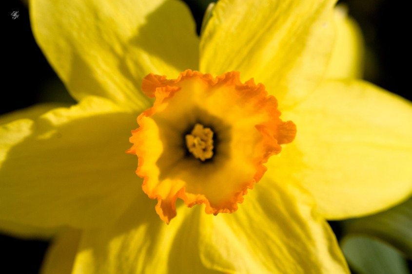 Golden daffodils, early spring, Grosvenor Park, North Bethesda, MD, USA.