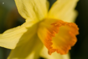 A gorgeous daffodil in warm sunshine.