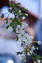 Sour cherry blossoms