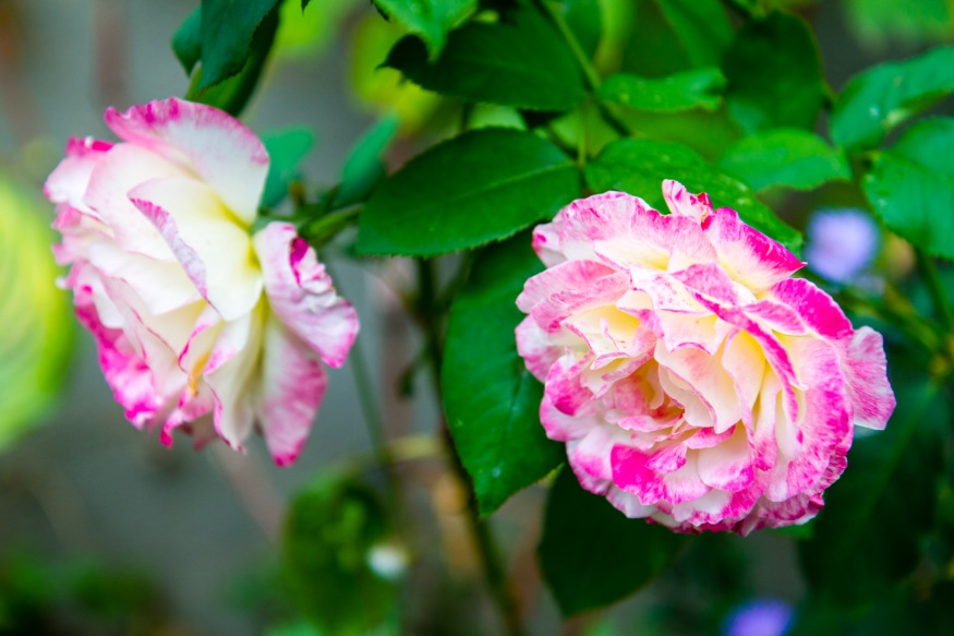 Dappled pink rose