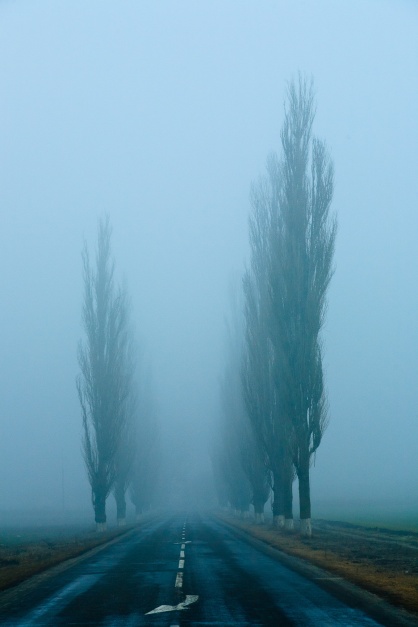 A long, straight road, lined with poplar trees and covered in fog. Somewhere in Dobrogea, Romania.