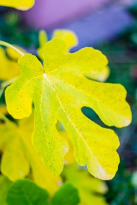 Yellow fig leaf