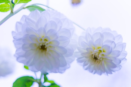 Two white dahlias