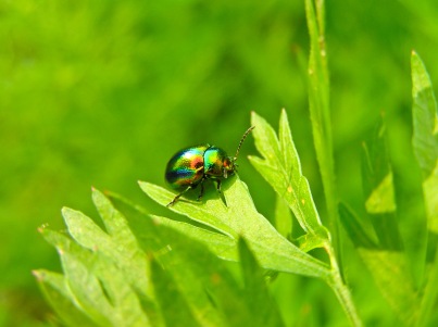 An iridescent beetle perched on parsley leaves.