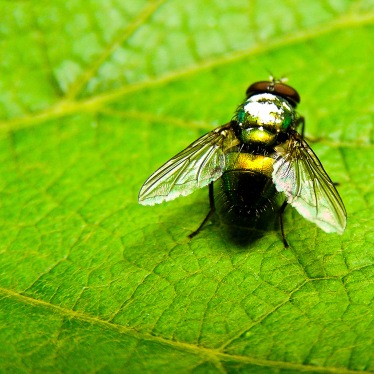 An iridescent fly suns itself on a grape leaf. Medias, Romania.