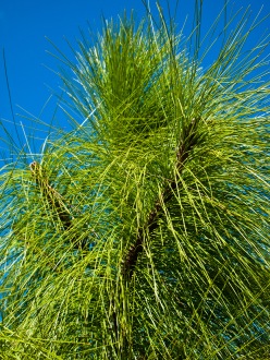 Pine needles, Morikami Museum and Japanese Gardens, Delray Beach, FL, USA.
