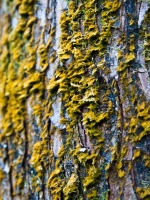 Moss on tree trunk, Morikami Museum and Japanese Gardens, Delray Beach, FL, USA.
