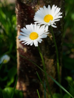 Two daisies at the base of a plum tree