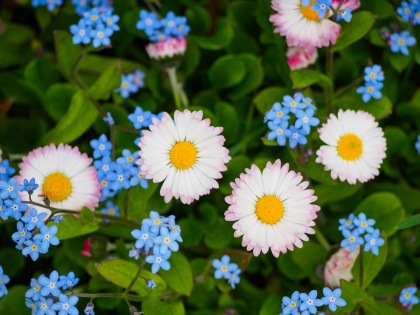 Daisies and forget-me-nots