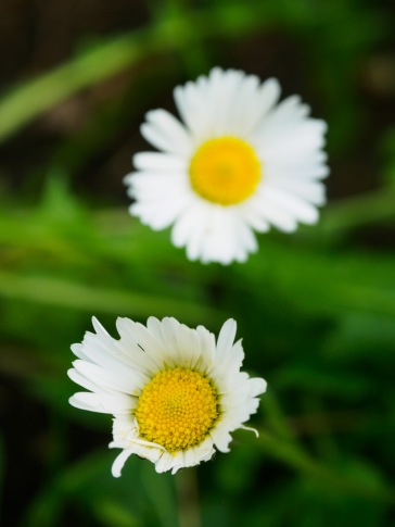 The petals on the lower daisy have been partially eaten by a snail