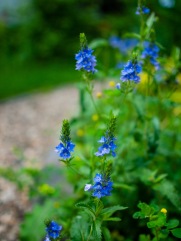 Blue star flowers