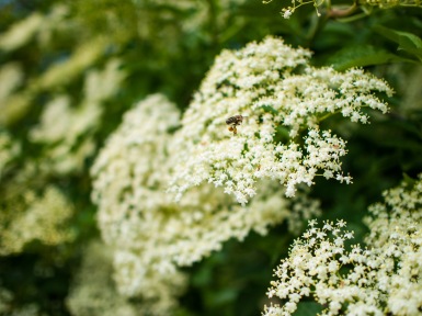 A bee visits the elderberry blossoms
