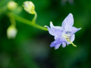 A bluebell