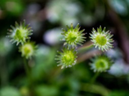 Star-shaped plants