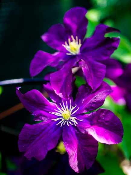Two passion flowers