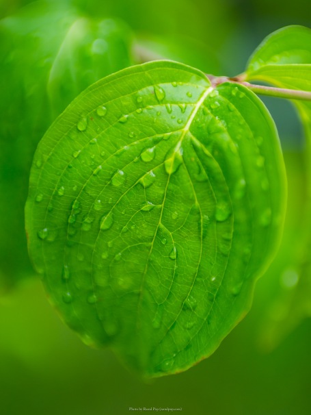Rain on a dogwood leaf