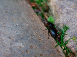 A Common Black Ground Beetle