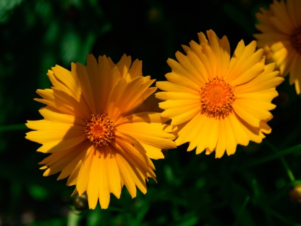 A pair of yellow daisies
