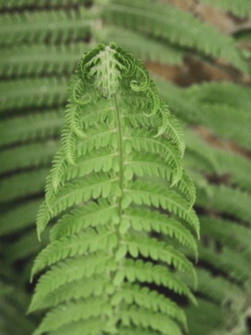 A fern leaf unfurling
